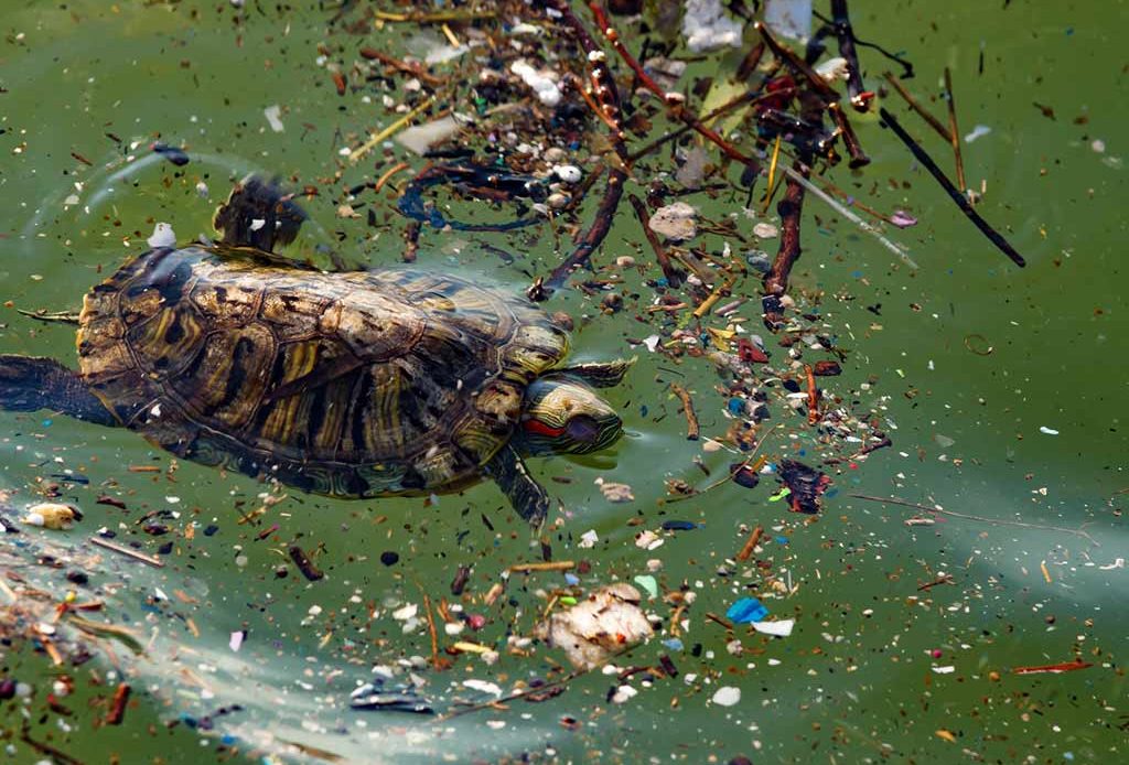 ¿Cómo afecta la contaminación a los animales?